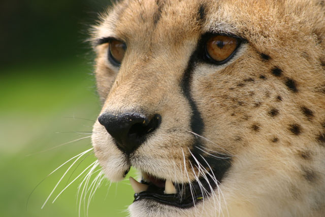 Gepard im Tierpark Herberstein (c) Tierwelt Herberstein